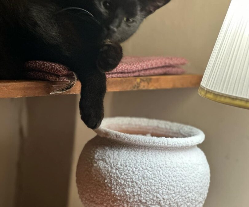 kisállat otthon sókehely